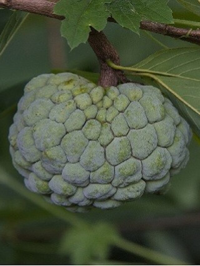5 amazing health benefits of Custard Apple