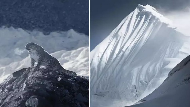 breathtaking images of highly elusive snow leopard