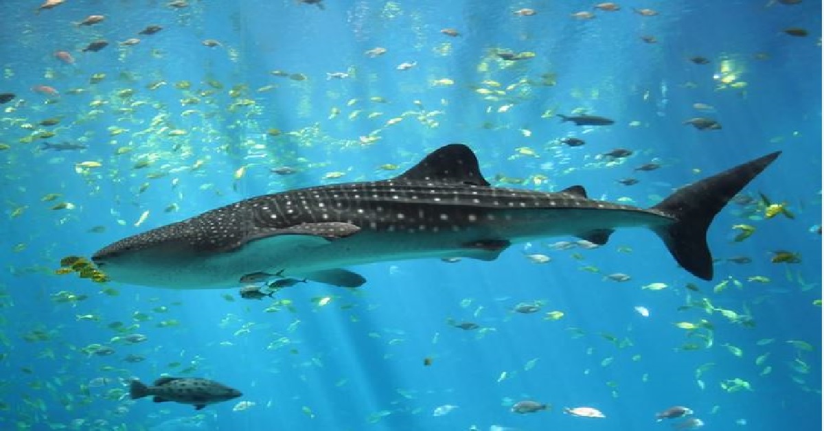 Largest fish in the world