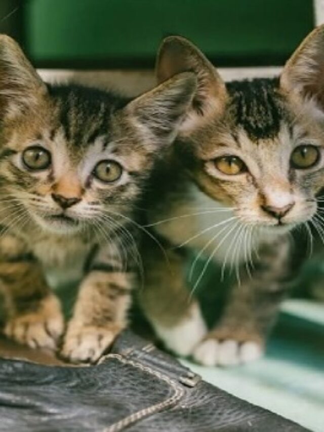 Health benefits of keeping a cat as pet