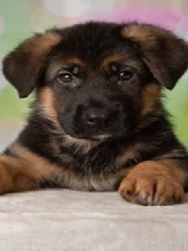 New dog owner? Here are 5 ways to make their first week at home smooth and easy