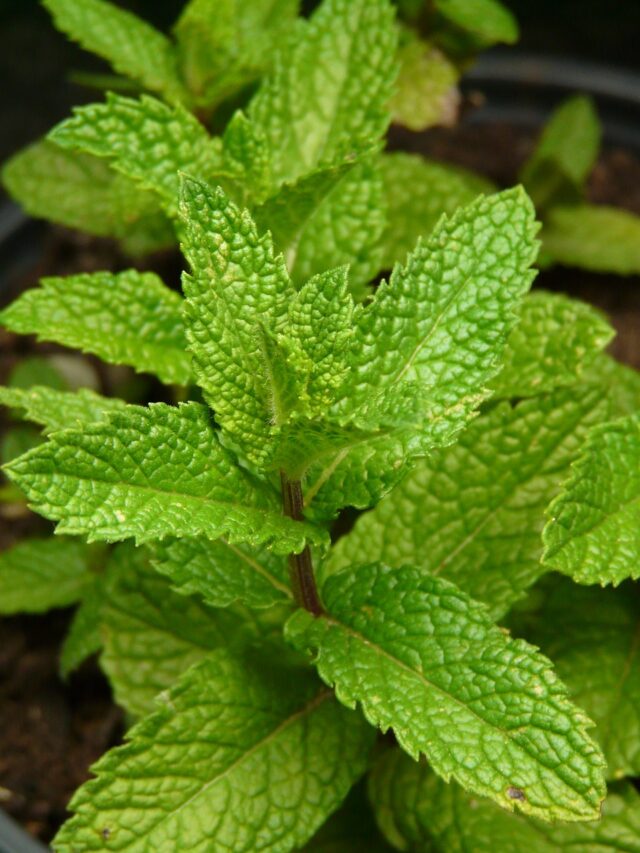 Lesser-Known Uses Of Mint For Skin Care