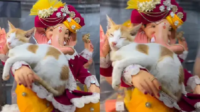 Cat sleeping on Ganesh idol's hand