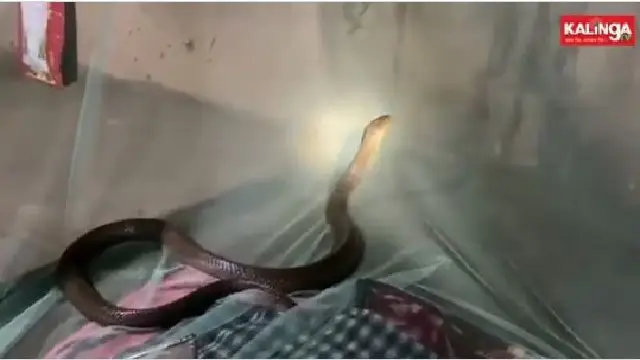 Youth spends night on same bed with cobra