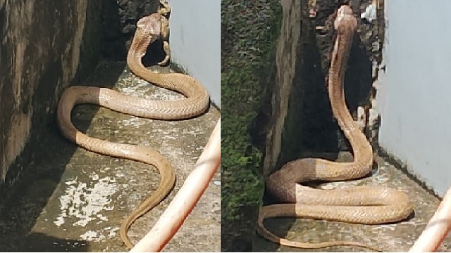 Rare white cobra rescued