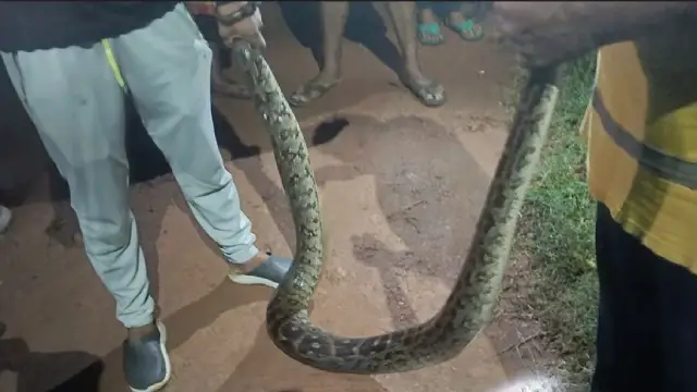 10 foot long python rescued in Odisha’s Cuttack district, watch