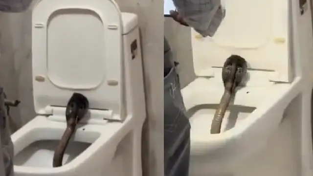cobra in toilet seat