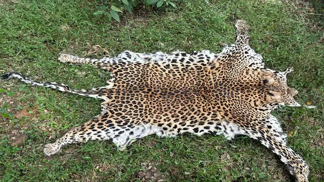 leopard skin seized in sonepur