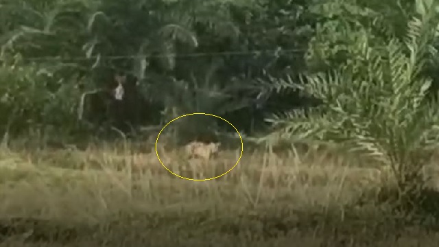 Tiger terror grips Odisha’s Dhenkanal