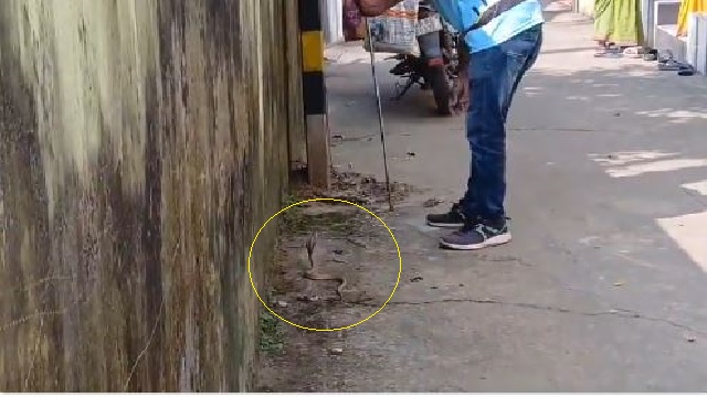 Cobra spotted in Odisha’s Jajpur
